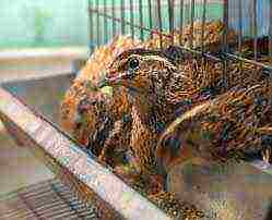 how to grow quail at home for eggs and meat