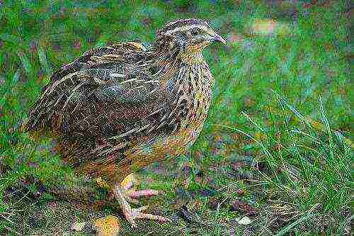 how to grow quail at home for eggs and meat