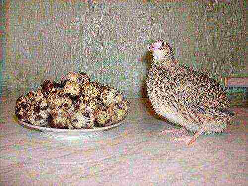 how to grow quail at home for eggs and meat