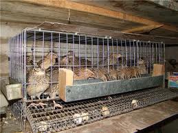 how to grow quail at home for eggs and meat