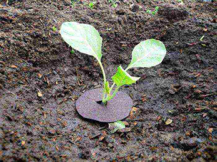 how to grow cauliflower seedlings at home