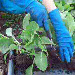 how to grow cauliflower seedlings at home