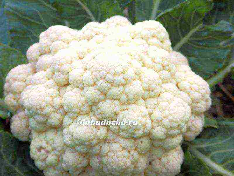 kung paano mapalago ang mga punla ng cauliflower sa bahay