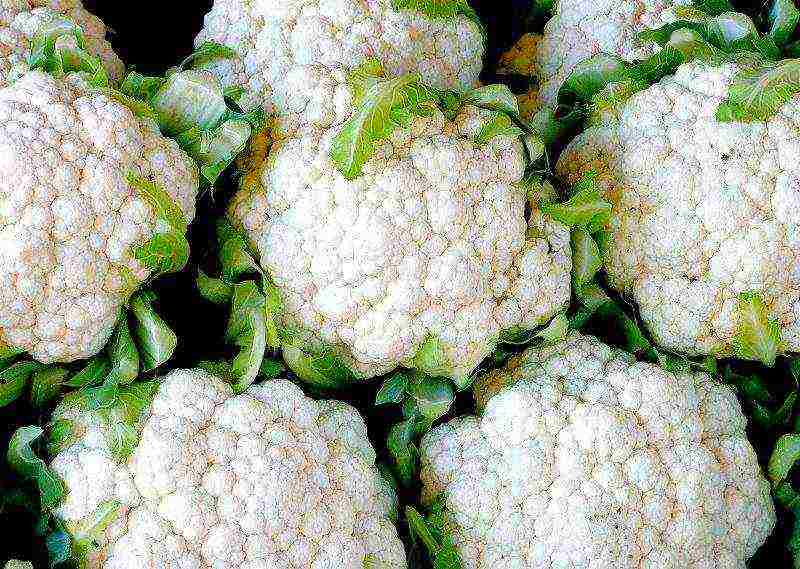 how to grow cauliflower seedlings at home