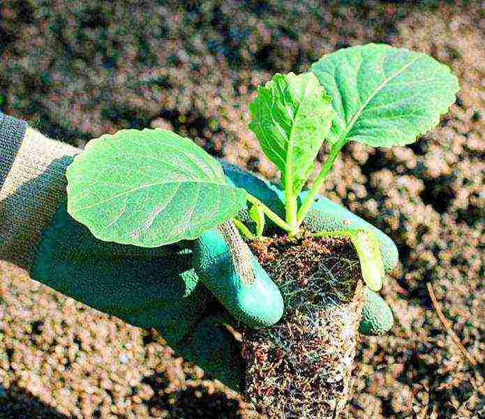 how to grow cauliflower seedlings at home