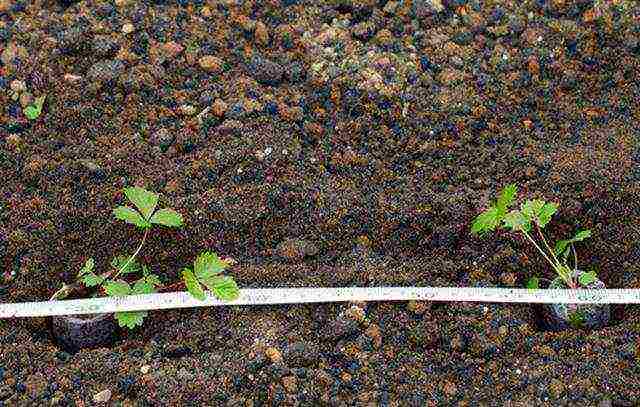 kako uzgajati remontantne jagode kod kuće
