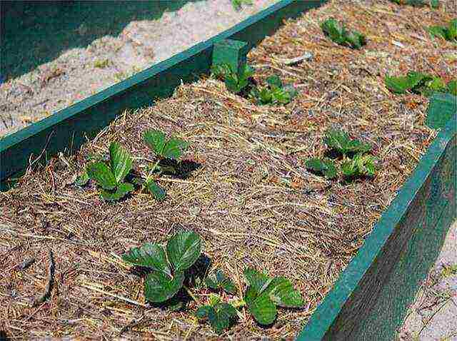 how to grow remontant strawberries at home