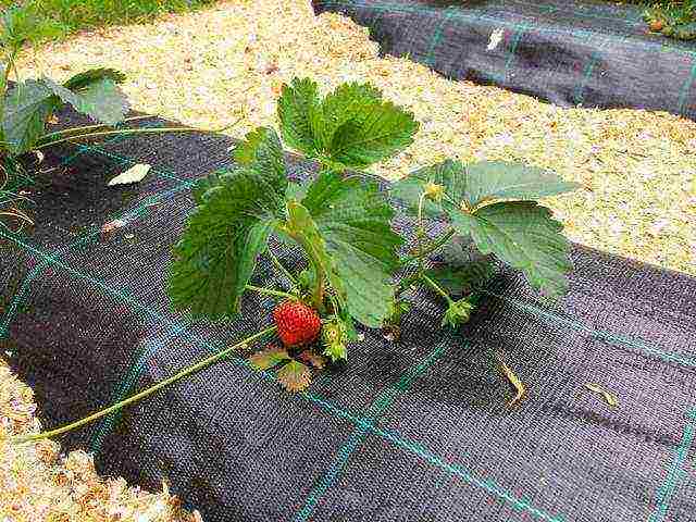 how to grow remontant strawberries at home