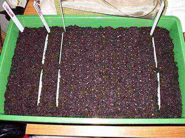 kako uzgajati remontantne jagode kod kuće