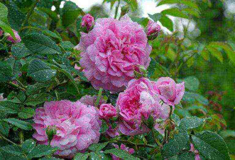 how to grow roses at home from seeds technology