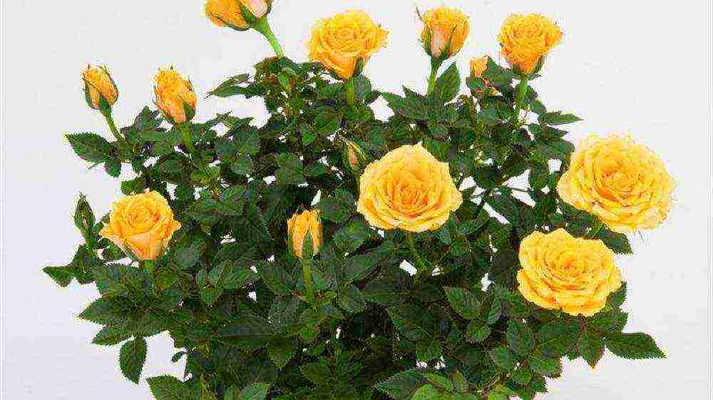 how to grow roses at home in a pot for beginners