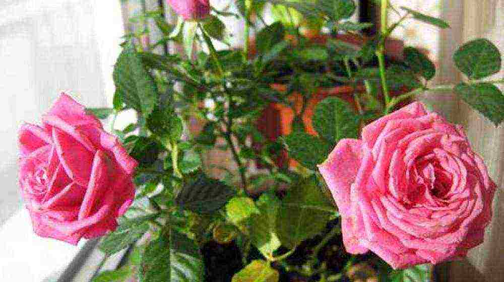 how to grow roses at home in a pot for beginners