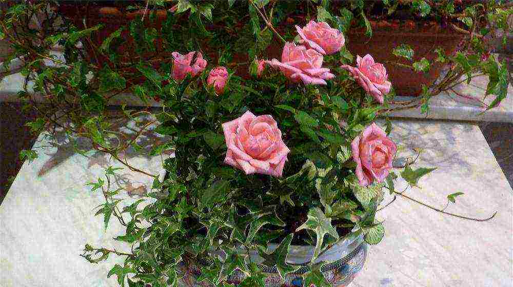 how to grow roses at home in a pot for beginners