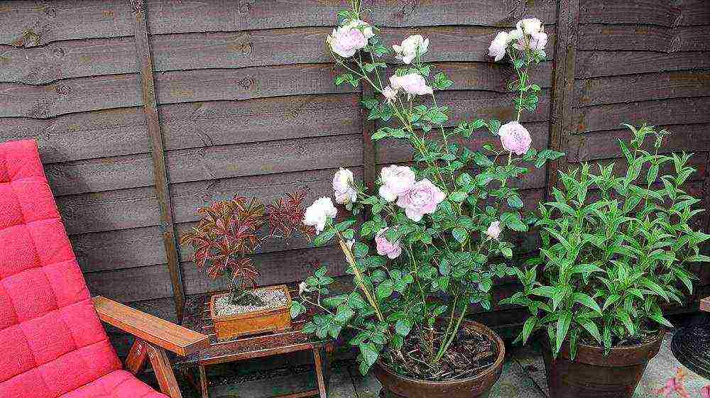 how to grow roses at home in a pot for beginners