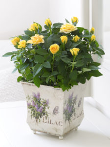 how to grow roses at home in a pot for beginners