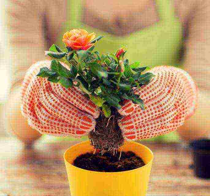 how to grow roses at home in a pot for beginners