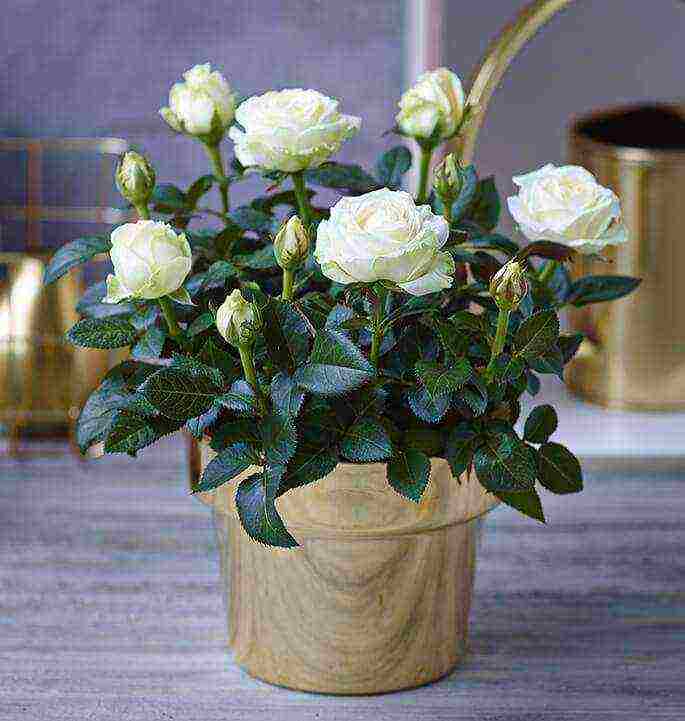 how to grow roses at home in a pot for beginners