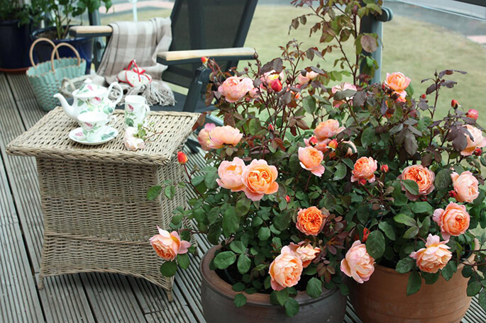 how to grow roses at home in a pot for beginners