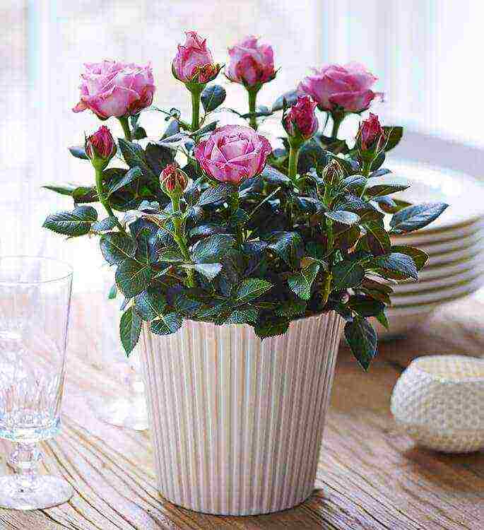 how to grow roses at home in a pot for beginners