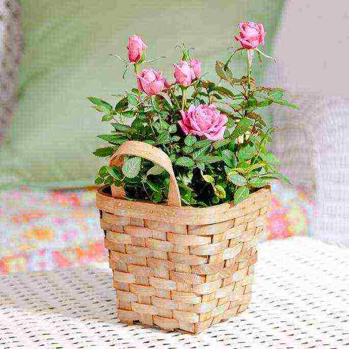 how to grow roses at home in a pot for beginners