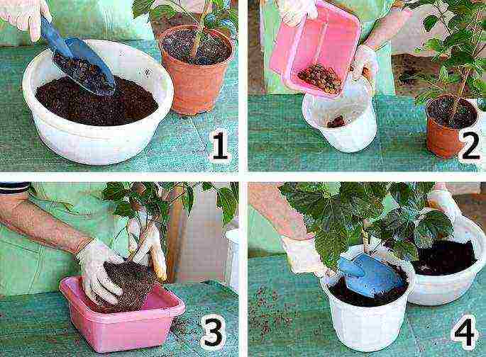 how to grow roses at home in a pot for beginners