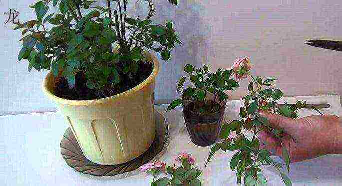 how to grow roses at home in a pot for beginners