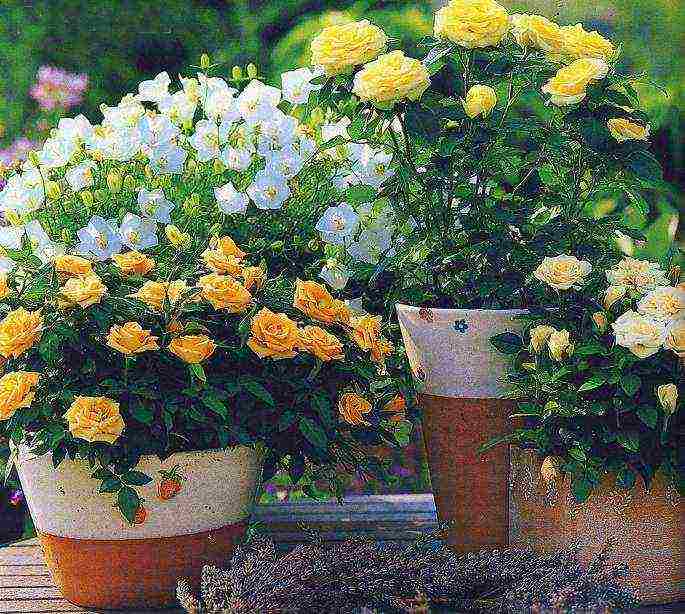 how to grow roses at home in a pot for beginners