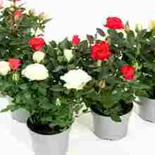 how to grow roses at home in a pot for beginners