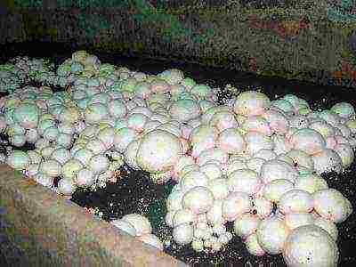 how to grow mushrooms at home in the basement in bags