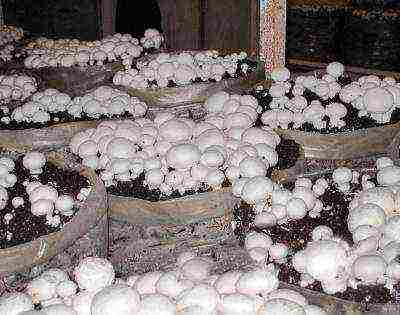 how to grow mushrooms at home in the basement in bags