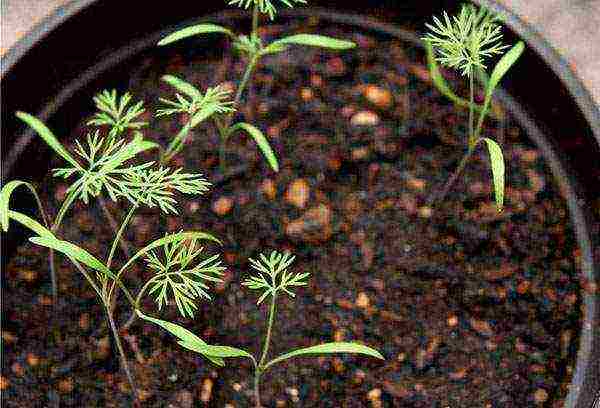 kung paano palaguin ang dill at perehil sa bahay sa isang windowsill