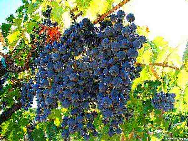 how to grow grapes in central Russia from cuttings
