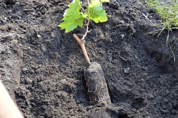 how to grow grapes in central Russia from cuttings