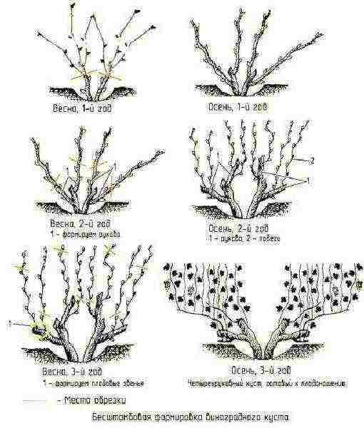 how to grow grapes in central Russia from cuttings