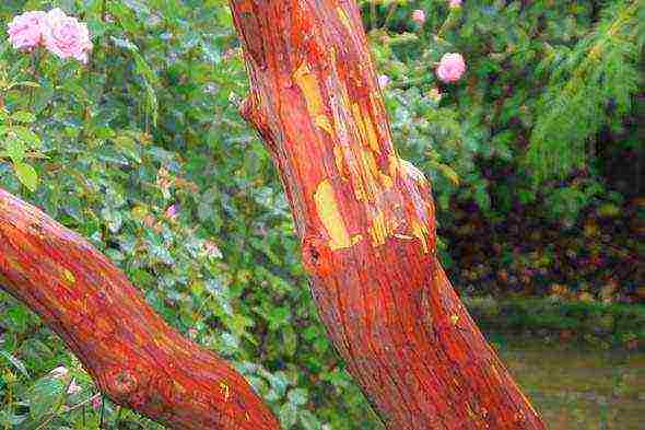 how to grow a strawberry tree from seeds at home