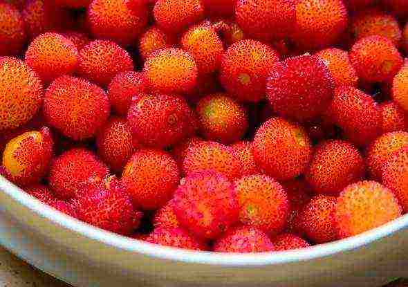 kung paano palaguin ang isang puno ng strawberry mula sa mga binhi sa bahay