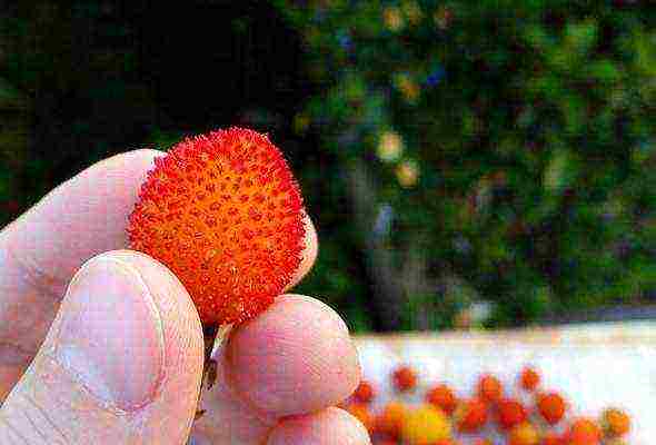 kung paano palaguin ang isang puno ng strawberry mula sa mga binhi sa bahay