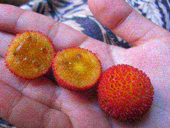 kung paano palaguin ang isang puno ng strawberry mula sa mga binhi sa bahay