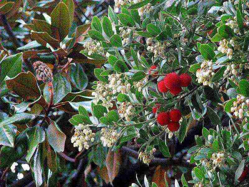 how to grow a strawberry tree from seeds at home