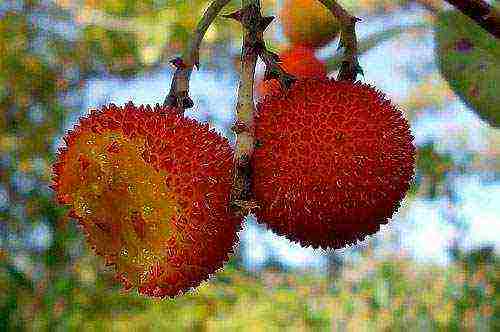 how to grow a strawberry tree from seeds at home