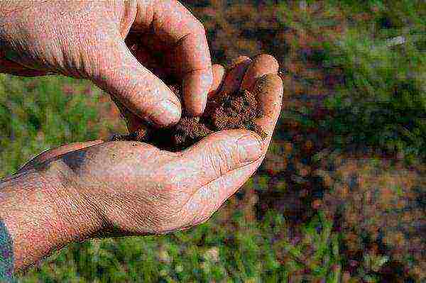 How to plant potatoes under a walk-behind tractor