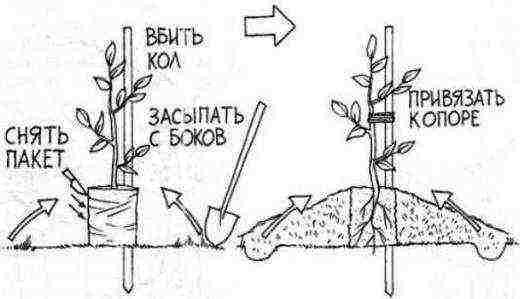 Peach tree planting scheme