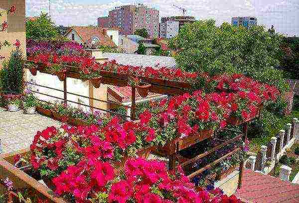 what flowers can be grown on the balcony in wall pots