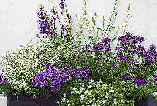 what flowers can be grown on the balcony in wall pots