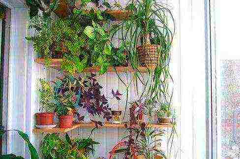 what flowers can be grown on the balcony in wall pots