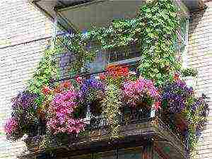 what flowers can be grown on the balcony in wall pots