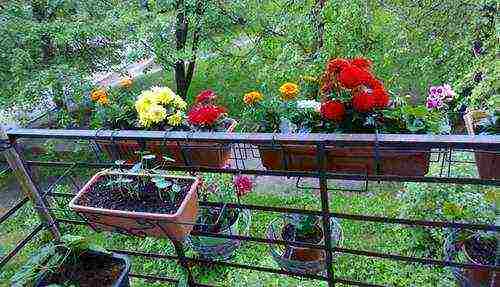 what flowers can be grown on the balcony in wall pots