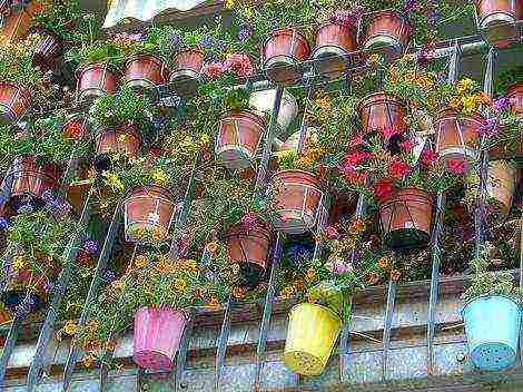 what flowers can be grown on the balcony in wall pots