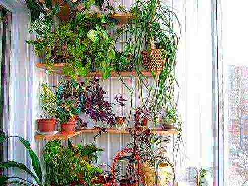 what flowers can be grown on the balcony in wall pots