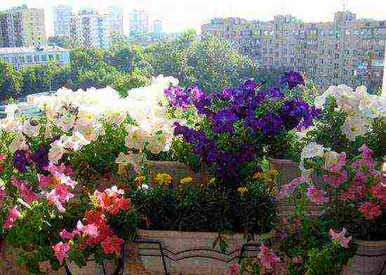 what flowers can be grown on a glassed-in balcony in summer